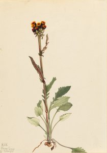 Sugár nélküli földikutya (Senecio pauciflorus) alkotó: Mary Vaux Walcott