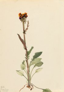 Rayless Groundsel Senecio pauciflorus, 1921. alkotó: Mary Vaux Walcott
