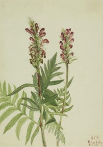 Vörös sisak (Pedicularis bracteosa) alkotó: Mary Vaux Walcott