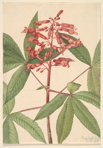 Red Buckeye Aesculus pavia, 1918. alkotó: Mary Vaux Walcott