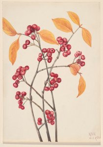 Vörös aranyvessző (Aronia arbutifolia) alkotó: Mary Vaux Walcott