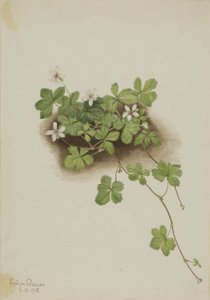Vörös harmatfű (Rubus pedatus) alkotó: Mary Vaux Walcott