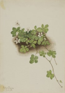 Red Dewberry Rubus pedatus, 1918. alkotó: Mary Vaux Walcott