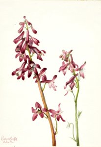 Vörös pacsirta (Delphinium nudicale) alkotó: Mary Vaux Walcott