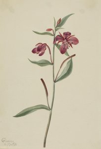 Vörös fűzfű (Epilobium latifolium) alkotó: Mary Vaux Walcott