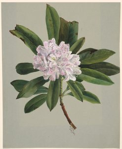 Rhododendron Rhododendron maximum, 1880. alkotó: Mary Vaux Walcott
