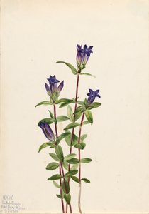 Riverbank Gentian (Gentiana affinis) alkotó: Mary Vaux Walcott