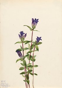 Gentian Gentiana affinis folyópart, 1924 alkotó: Mary Vaux Walcott