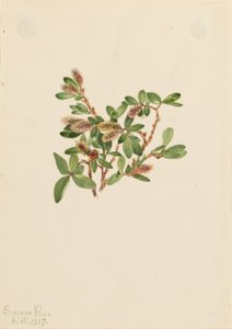 Sziklafűz (Salix petrophila) alkotó: Mary Vaux Walcott