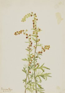 Szikla üröm (Artemisia discolor) alkotó: Mary Vaux Walcott