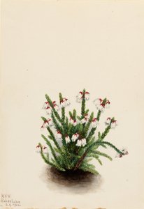 Sziklás hegyi kasszióp (Cassiope mertensiana) alkotó: Mary Vaux Walcott