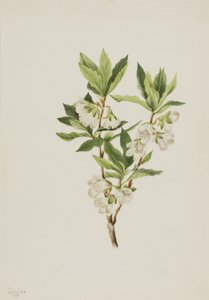Rocky Mountain Rhododendron Rhododendron albiflorum, 1901. alkotó: Mary Vaux Walcott