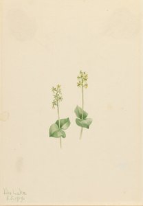 Rocky Mountain Twayblade Ophrys necrophylla, 1919. alkotó: Mary Vaux Walcott