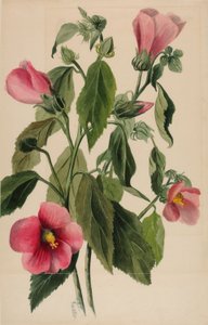 Rózsa Gentian (Sabbatia angularis) alkotó: Mary Vaux Walcott