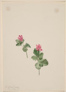 Rubus articus alkotó: Mary Vaux Walcott