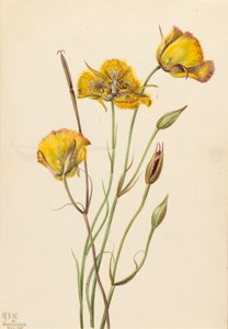 San Diego Butterfly Calochortus gyomnövény, 1925. alkotó: Mary Vaux Walcott