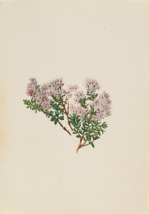 Homoki mirtusz (Leiophyllum lyoni) alkotó: Mary Vaux Walcott