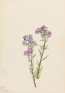 Homokfacélia (Phacelia linearis) alkotó: Mary Vaux Walcott