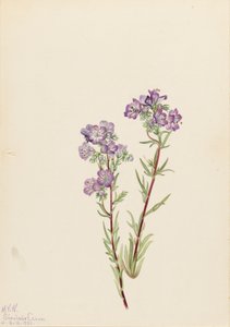 Homoki Phacelia Phacelia linearis, 1923. alkotó: Mary Vaux Walcott