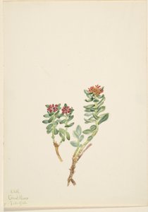 Sanifoiga adscendeus alkotó: Mary Vaux Walcott