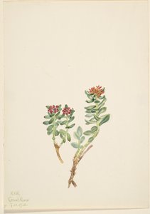 Sanifoiga ascendedus, 1920 alkotó: Mary Vaux Walcott