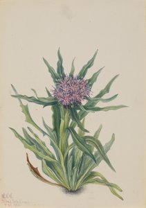 Saussurea Saussurea densa, 1925. alkotó: Mary Vaux Walcott