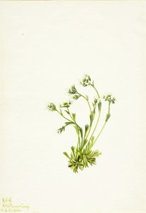Sziromfű (Saxifraga caespitosa) alkotó: Mary Vaux Walcott