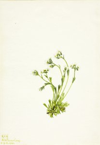 Saxifrage Saxifraga caespitosa, 1924 alkotó: Mary Vaux Walcott