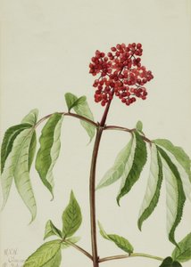 Scarlet Elder Sambucus pubens, 1922. alkotó: Mary Vaux Walcott