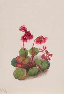 Schizocodon soldanelloides alkotó: Mary Vaux Walcott