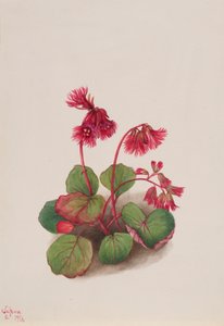 Schizocodon soldanelloides, 1936. alkotó: Mary Vaux Walcott