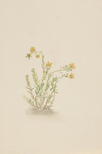 Sedum stenopetalum, kb. 1917-1918. alkotó: Mary Vaux Walcott
