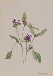 Self-Heal (Prunella vulgaris) alkotó: Mary Vaux Walcott