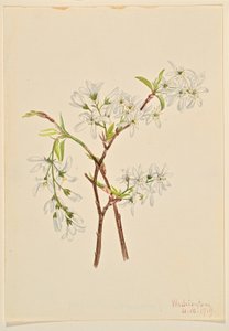 Árnyékbokor (Amelianchier oblongifolia) alkotó: Mary Vaux Walcott