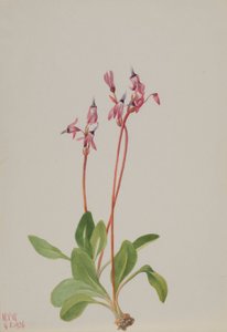 Hullócsillag (Dodecatheon hendersonii) alkotó: Mary Vaux Walcott