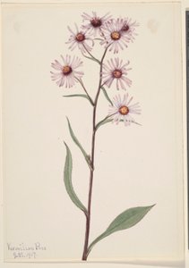 Hivalkodó Aster (Aster conspicuus) alkotó: Mary Vaux Walcott