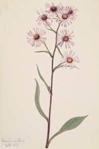 Mutatós őszirózsa, feltűnő őszirózsa, 1917 alkotó: Mary Vaux Walcott