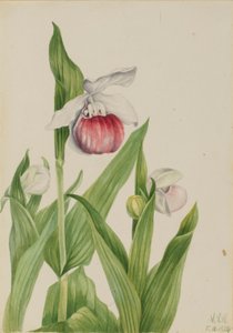 Mutatós női papucs (Cypripedium reginae) alkotó: Mary Vaux Walcott