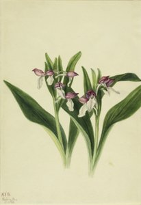 Hivalkodó orchidea (Orchis spectabilis) alkotó: Mary Vaux Walcott