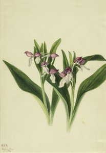 Mutatós Orchis Orchis spectabilis, 1926 alkotó: Mary Vaux Walcott