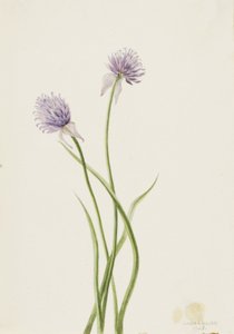 Szibériai hagyma Allium sibericum, 1903.