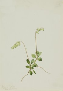 Sidebells Pyrola Pyrola secunda, 1916. alkotó: Mary Vaux Walcott