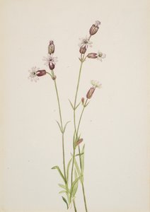 Silene multicaulis, kb. 1900-1920. alkotó: Mary Vaux Walcott