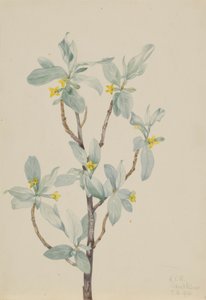 Ezüstbogyó (Elaeagnus commutata)
