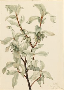 Ezüstbogyó (Elaeagnus commutata) alkotó: Mary Vaux Walcott