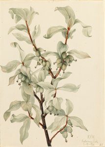 Silverberry Elaeagnus sp., 1922. alkotó: Mary Vaux Walcott