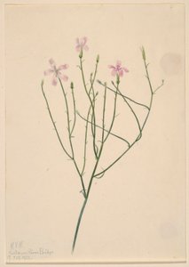 Csontváz Virág (Lygodesmia juncea) alkotó: Mary Vaux Walcott