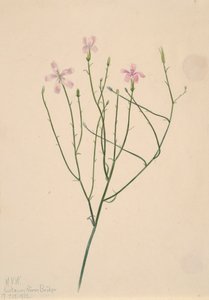 Lygodesmia juncea csontváz virág, 1923. alkotó: Mary Vaux Walcott