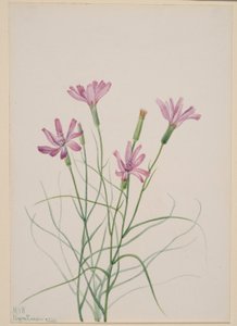 Csontvázfű (Lygodesmia grandiflora) alkotó: Mary Vaux Walcott