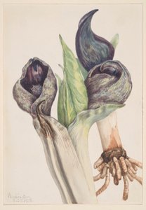 Borzas káposzta (Spathyema foetida) alkotó: Mary Vaux Walcott